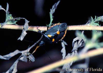 Figure 1. Adult of the Florida predatory stink bug, Euthyrhynchus floridanus (L.), feeding on a beetle.
