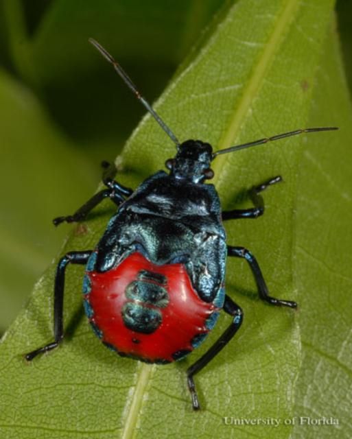 Figure 6. A fifth instar nymph of the Florida predatory stink bug, Euthyrhynchus floridanus (L.). Notice the prominent wing pads that are characteristic of this stage.
