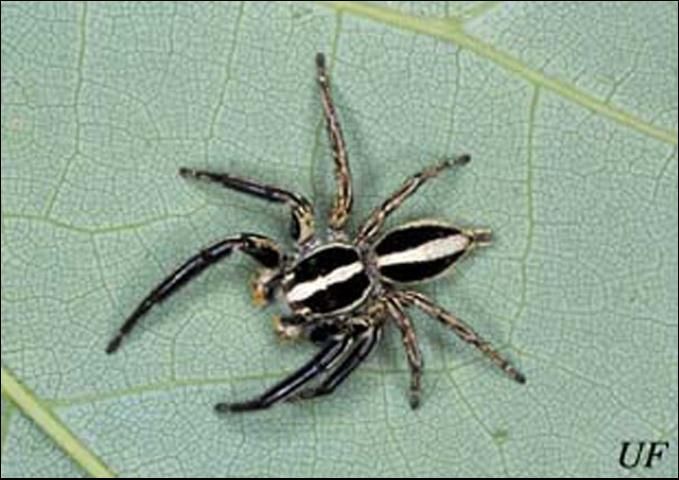 EENY-158/IN315: Jumping Spiders, Gray Wall Jumper, And Pantropical ...