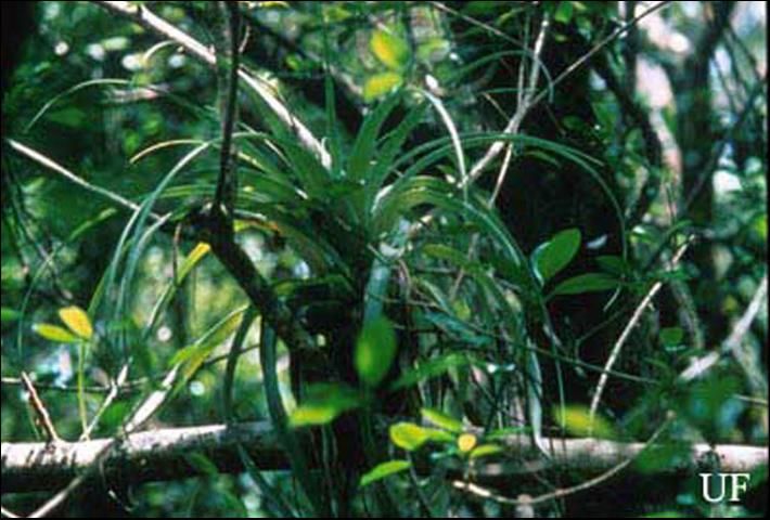 Figure 1. Tillandsia utriculata (L.), a bromeliad species endangered in Florida due to attack by Metamasius callizona (Chevrolat), in the Fakahatchee Strand State Preserve, Collier County, 1993.