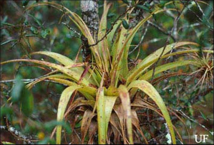Figure 13. Damage on leaves of Tillandsia utriculata (L.) by Metamasius callizona (Chevrolat), the Mexican bromeliad weevil.