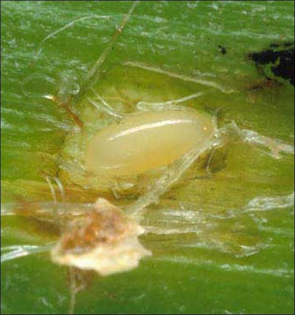 Figure 6. Egg of Metamasius callizona (Chevrolat), the Mexican bromeliad weevil.