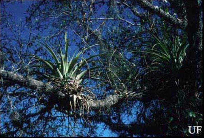Figure 15. Bromeliads anchored to tree branches, Miami-Dade County, 1996.