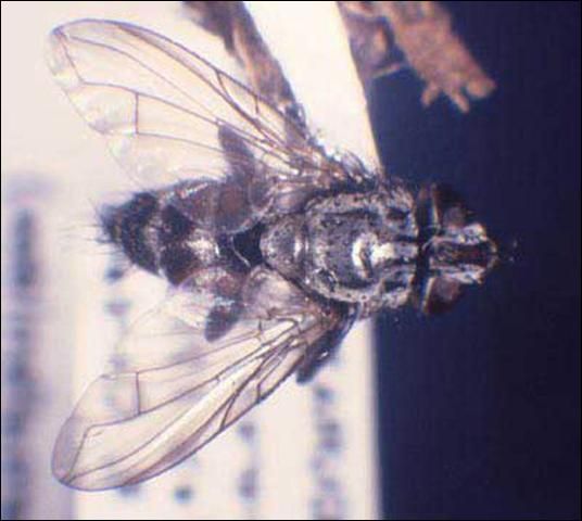 Figure 16. Dorsal view of adult of Lixadmontia franki, a fly that parasitizes, Metamasius callizona (Chevrolat), the Mexican bromeliad weevil.