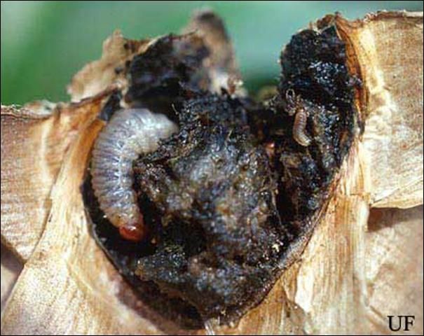 Figure 11. Three larvae of Metamasius callizona (Chevrolat), the Mexican bromeliad weevil, destroying base of Tillandsia utriculata (L.) stem.