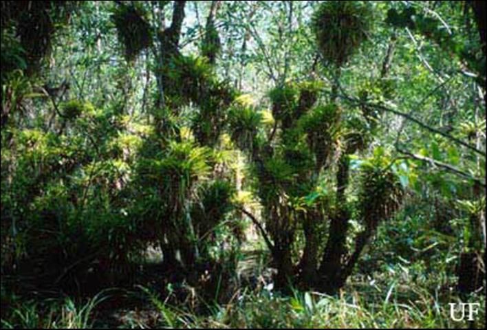 Figure 2. Guzmania monostachia (L.), one of Florida's rare and endangered species of bromeliads, in the Fakahatchee Strand State Preserve, Collier County, 1999.