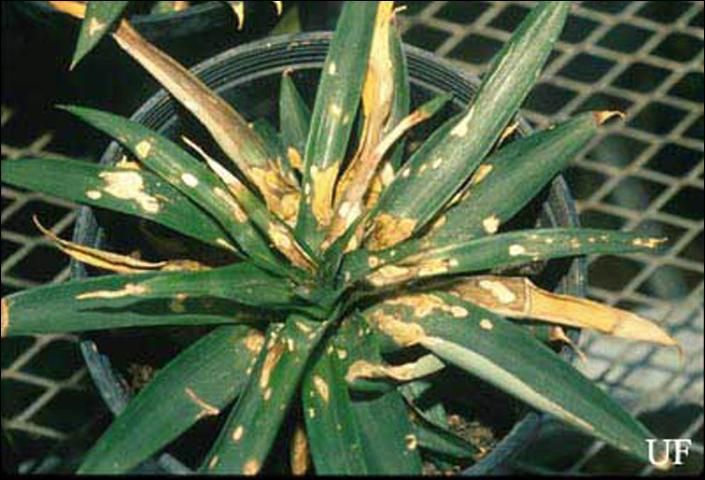 Figure 14. Damage on leaves of pineapple, Ananas comosus (L.), by Metamasius callizona (Chevrolat), the Mexican bromeliad weevil.