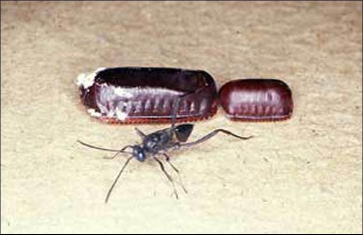 Figure 3. Adult ensign wasp, a cockroach parasitoid, in front of an Florida woods cockroach egg case (left) and American cockroach egg case (right).