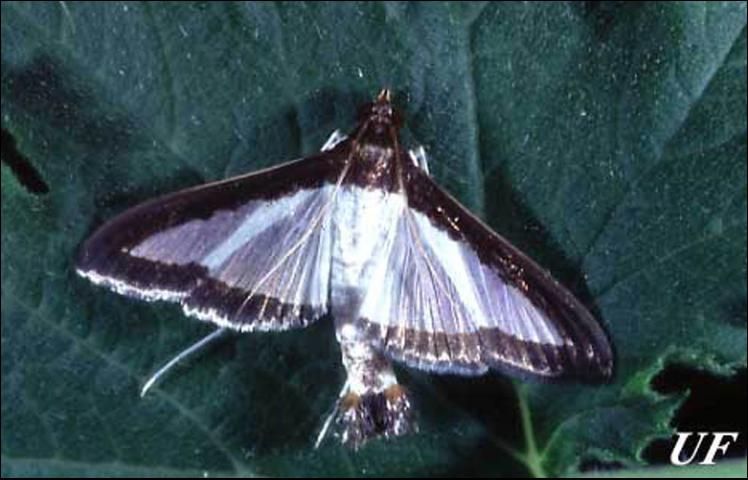 Figure 4. Adult melonworm moth, Diaphania hyalinata Linnaeus.