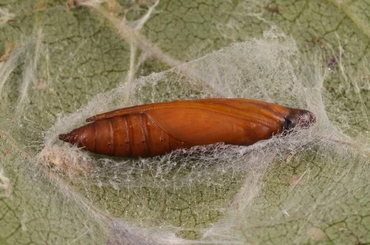 Figure 3. Pupa after cocoon has been cut to reveal the developing moth.
