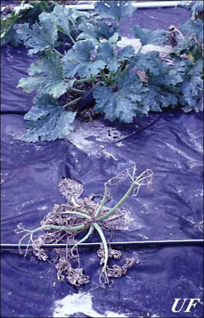 Figure 5. Defoliation of young squash plant (bottom) by larvae of the melonworm, Diaphania hyalinata Linnaeus, compared with a healthy plant (top).