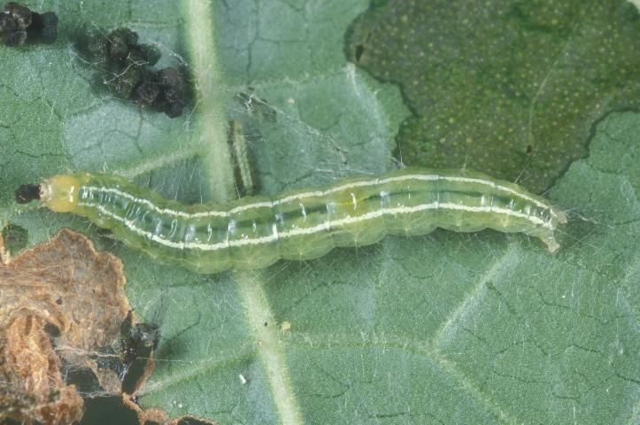 Figure 2. Mature larva of melonworm, Diaphania hyalinata Linnaeus.