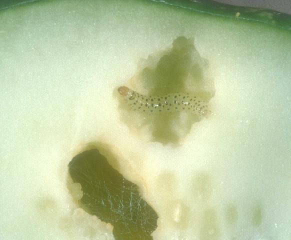 Figure 2. Young pickleworm larva, Diaphania nitidalis (Stoll), burrowing in cucumber.
