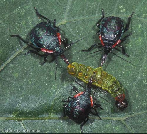 Figure 8. Nymphs of the predatory stink bug Alcaeorrhynchus grandis (Dallas) exhibiting group predatory behavior by jointly attacking a bean leafroller caterpillar.