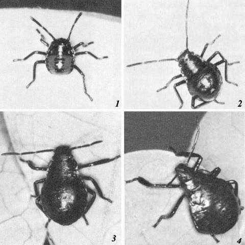 Figure 6. First four instars of the predatory stink bug, Alcaeorrhynchus grandis (Dallas, 1) first instar, 2) second instar, 3) third instar, and 4) fourth instar.