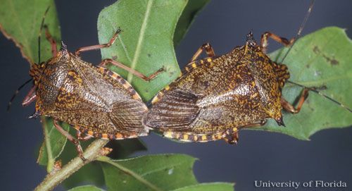 Figure 2. Mating adults of the predatory stink bug, Alcaeorrhynchus grandis (Dallas). Alcaeorrhynchus grandis adults have double spines on the humeral angles. For example, notice the right humeral spines on the adult on the right, one of which is longer and more pointed than the other. This is a key identifying characteristic.