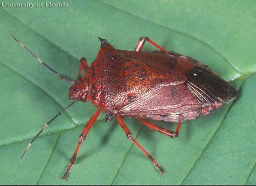 Figure 3. Adult predatory stink bug, Alcaeorrhynchus grandis (Dallas), with an unusual red coloring.