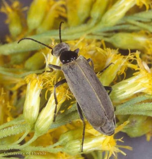 Figure 9. Adult female Epicauta heterodera Horn, a blister beetle.