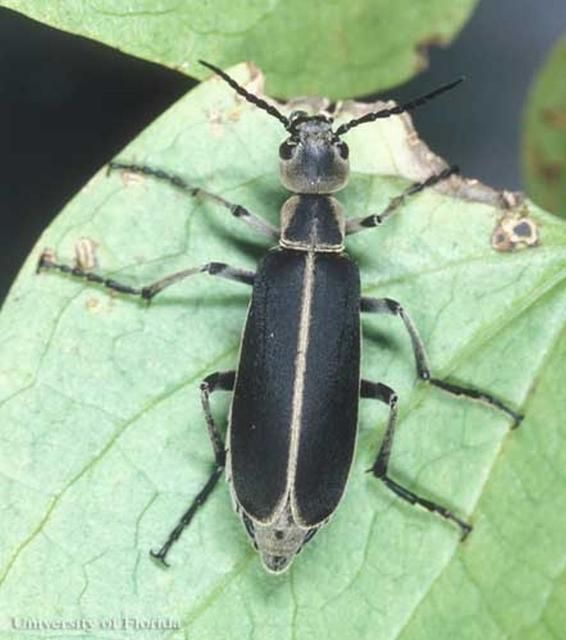 Figure 5. Adult clematis blister beetle, Epicauta cinerea Forster, margined color form.