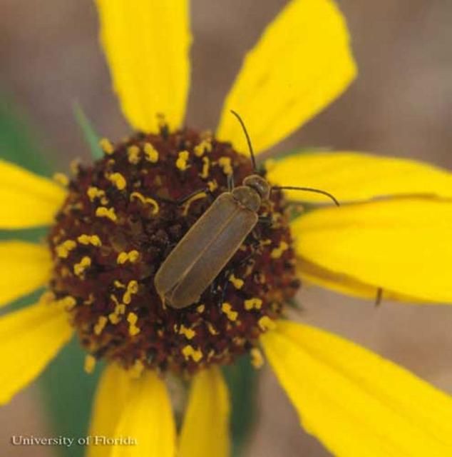 Figure 10. Adult Epicauta heterodera Horn (Gyllenhal), a blister beetle.