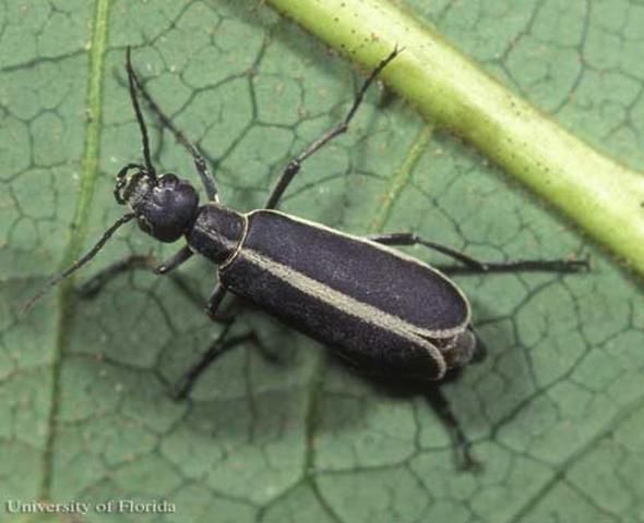 Figure 8. Adult margined blister beetle, Epicauta funebris Horn.
