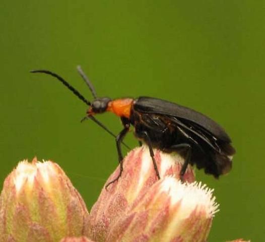 Figure 16. Adult Nemognatha nemorensis Hentz, a blister beetle.