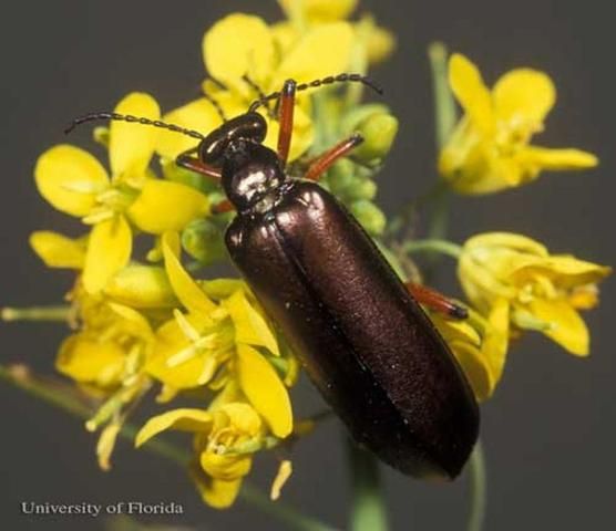 Figure 14. Adult bronze blister beetle, Lytta polita Say.