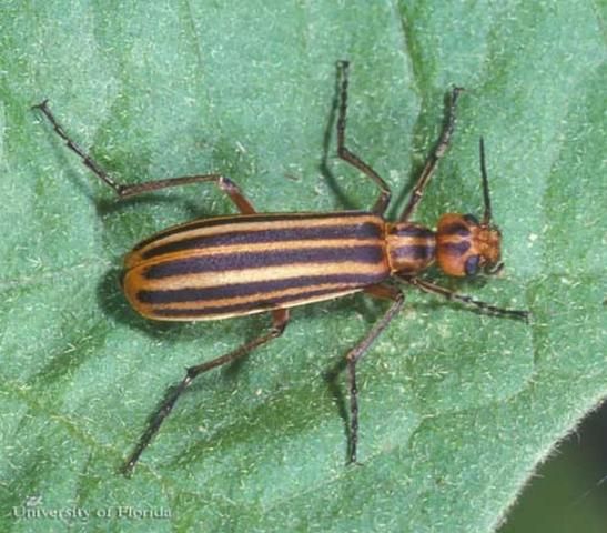 Figure 13. Adult Epicauta vittata (Fabricius), the striped blister beetle.