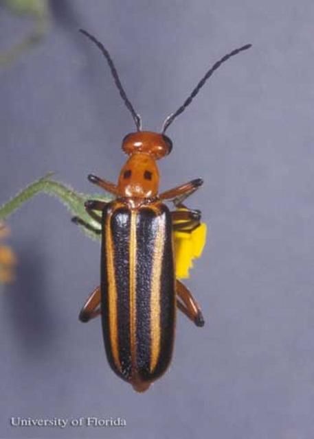 Figure 15. Adult Pyrota lineata (Olivier) a blister beetle.