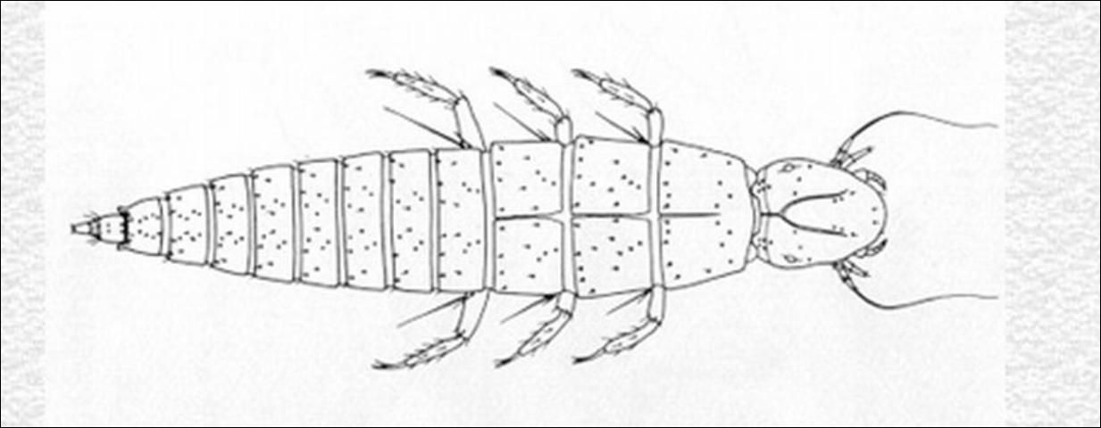 Figure 3. Nemognatha plazata Fabricius, first instar larva.