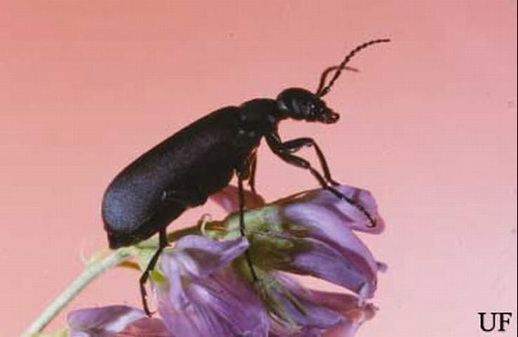 Figure 11. Adult Epicauta pensylvanica (De Geer), the black blister beetle.