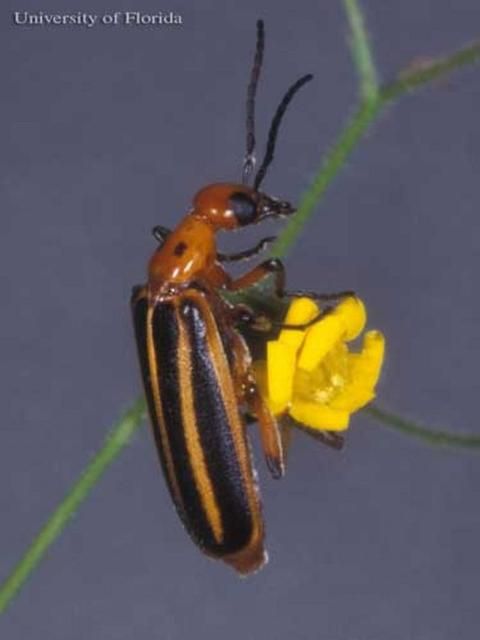 Figure 2. Adult Pyrota lineata (Olivier) a blister beetle.