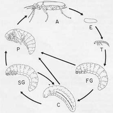 Figure 4. Blister Beetle Life Cycle A = adult, E = egg, T = first instar or triungulin, FG = first grub phase, C = coarctate phase in instar six or seven, SG = second grub phase, P = pupa.