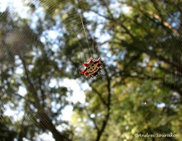 Figure 4. The spinybacked orbweaver, Gasteracantha cancriformis (Linnaeus), in its web.