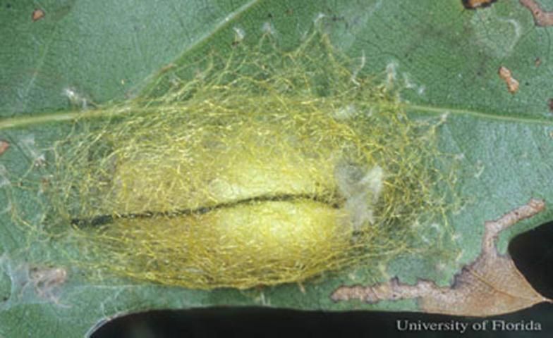 Figure 3. Egg sac of the spinybacked orbweaver, Gasteracantha cancriformis (Linnaeus).