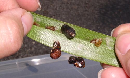 Figure 19. Eumaeus atala Poey pupae infected with Paeciliomyces sp. fungus. Note the blackened abdomens.