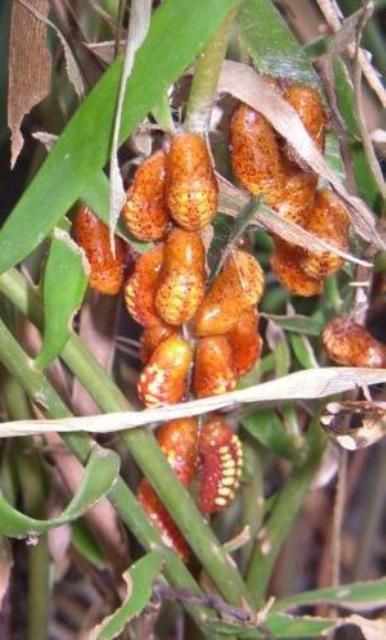 Figure 14. Eumaeus atala Poey, cluster of newly formed pupae.