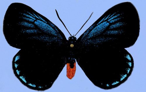 Figure 1. Eumaeus atala Poey, pinned and spread adult female.