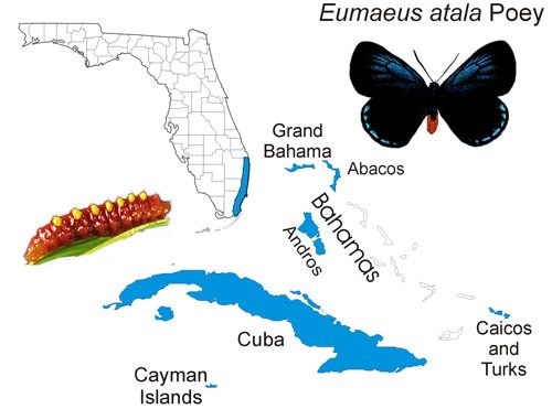 Figure 2. Eumaeus atala Poey, distribution map. Map based on Smith et al. (1994) and Minno et al. (2005)