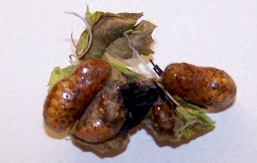 Figure 21. Abnormal emergence of Eumaeus atala Poey adult. Eclosion was prevented by silk spun by later pupating larvae.