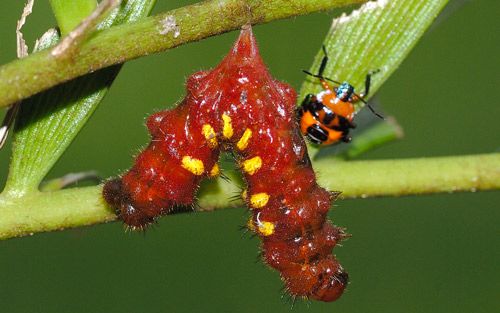 Figure 18. Eumaeus atala Poey larva exhibiting pose typical of nuclear polyhedrosis virus (NPV) infection.