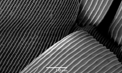 Figure 4. Eumaeus atala Poey, microstructure of iridescent scales.