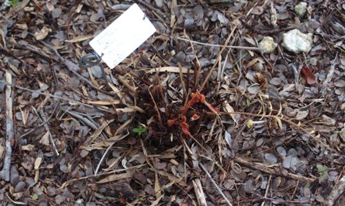 Figure 17. Zamia erosa O. F. Cook & G. N. Collins (Zamiaceae), a valuable exotic cycad that has been completely defoliated by Atala larvae in a botanical garden.