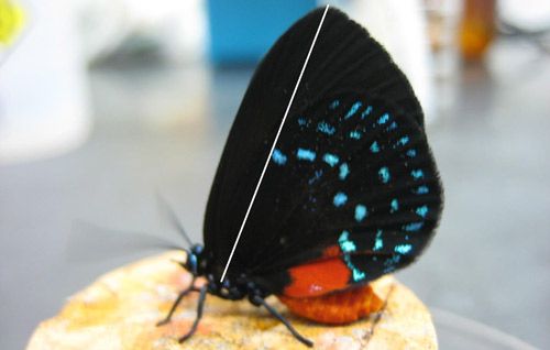 Figure 3. Eumaeus atala Poey, wing-cord length method of wing measurement.
