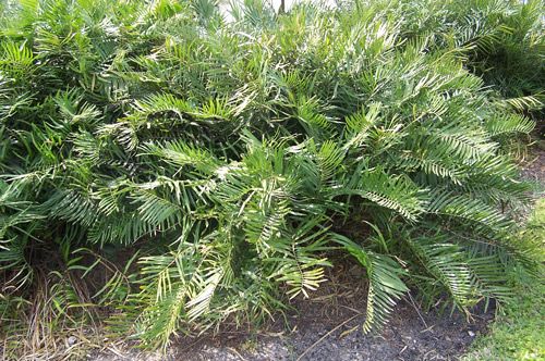 Figure 16. Healthy coontie plants (Zamia integrifolia) growing in an urban garden.