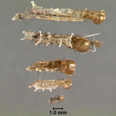 Figure 10. Eumaeus atala Poey exuviae of progressive larval instars for size comparison.