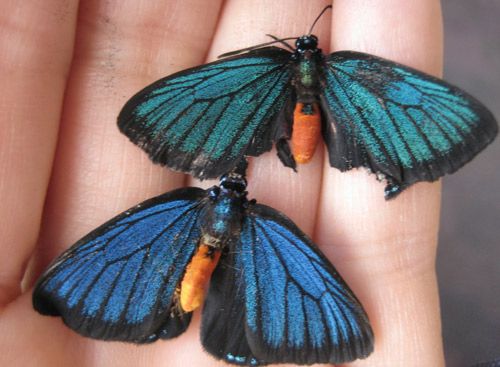 Figure 5. Eumaeus atala Poey adult males showing teal green (top) and Caribbean blue (bottom) iridescence on forewings.