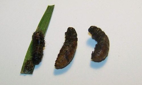 Figure 20. Abnormally formed Eumaeus atala Poey pupae. The black color is due to secondary bacterial growth.