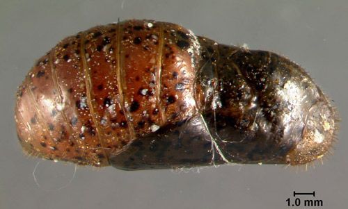 Figure 12. Healthy, eighteen-day-old Eumaeus atala Poey pupa that will eclose within a day or two. Note black wing pads, reddish abdomen, and bitter-tasting droplets.