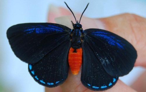 Figure 6. Eumaeus atala Poey adult female showing royal blue streak on forewings.